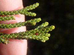 Lepidothamnus fonkii