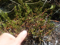 Lepidothamnus fonkii