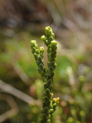 Lepidothamnus fonkii