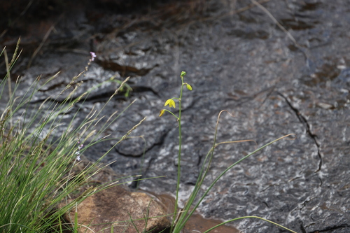 Albuca shawii