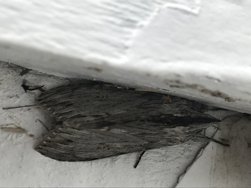 iNaturalist observation photo of Hooded Owlets