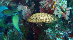Cephalopholis cyanostigma
