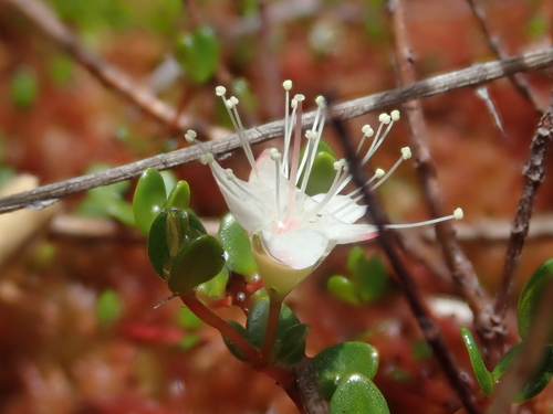 Image of Myrteola nummularia by (c) Nolan Exe, some rights reserved (CC BY)