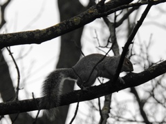 Sciurus carolinensis