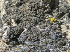 Buellia ryanii