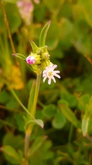 Silene decipiens