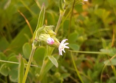 Silene decipiens