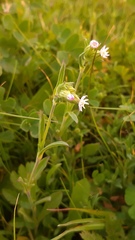 Silene decipiens