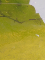 Hydrodictyon reticulatum