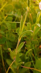 Silene decipiens