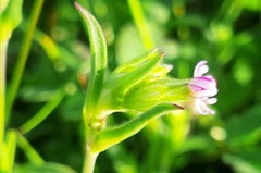Silene decipiens
