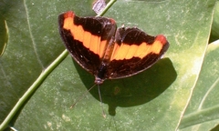 Catonephele mexicana