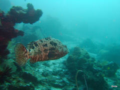 Epinephelus fuscoguttatus