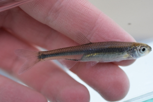 Common emerald shiner (Notropis atherinoides) — Cyprinidae — 2