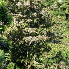 Pittosporum crassifolium