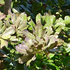 Pittosporum crassifolium