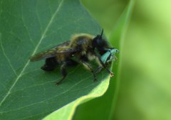 Laphria sacrator