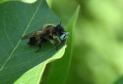 Laphria sacrator