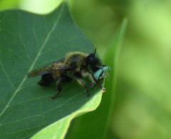 Laphria sacrator