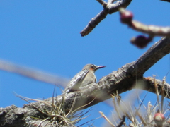 Melanerpes hypopolius