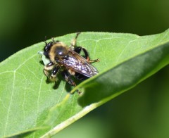 Laphria sacrator