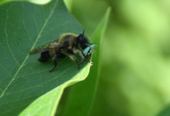 Laphria sacrator