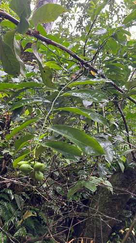 Artabotrys hexapetalus, 2025-11-09