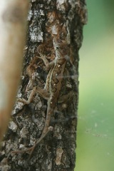 Anolis armouri