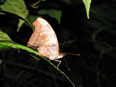 Catonephele mexicana