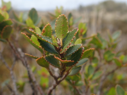 Nothofagus betuloides (Nothofagus betuloides)