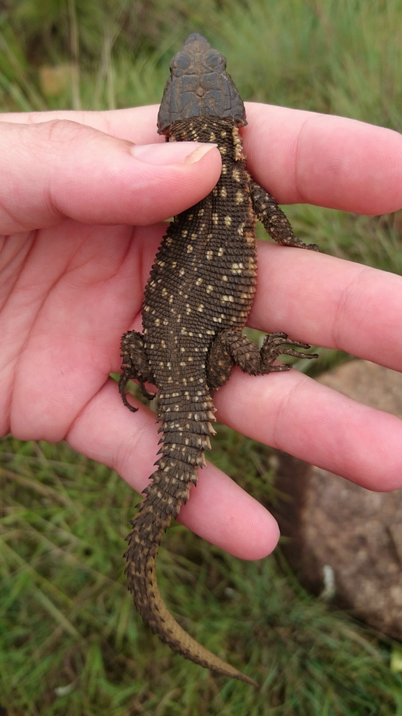 Spiny Crag Lizard