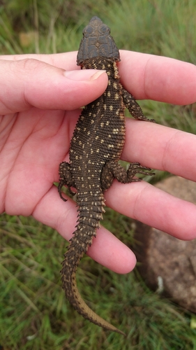 Spiny Crag Lizard, Pseudocordylus spinosus