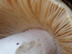 Russula olivacea
