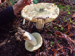 Russula olivacea