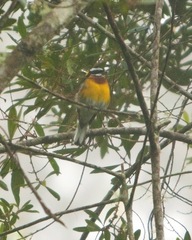 Spindalis dominicensis