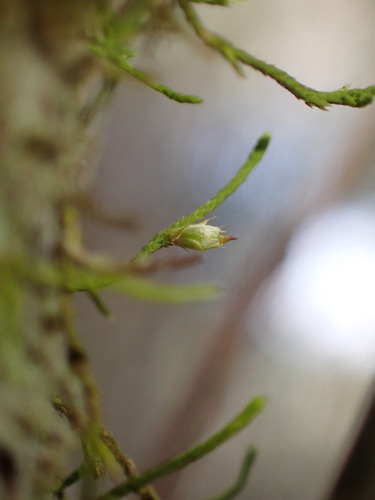 Cryphaea glomerata, 2025-12-26