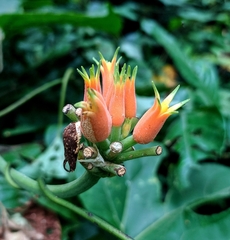 Gurania lobata