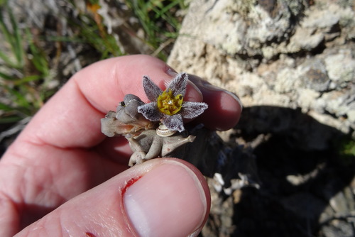 Apteranthes burchardii (Apteranthes burchardii)