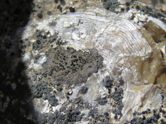 Buellia ryanii