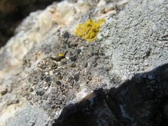Buellia ryanii