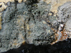 Buellia ryanii