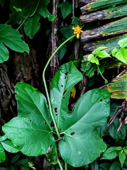 Gurania lobata