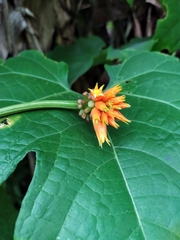Gurania lobata