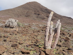 Euphorbia handiensis