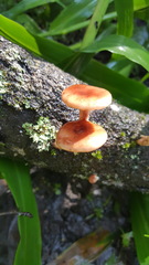 Lentinula boryana