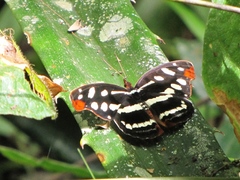 Catonephele mexicana