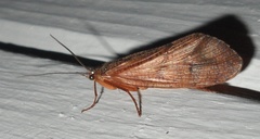 Ptilostomis ocellifera