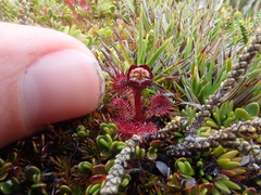 Drosera uniflora