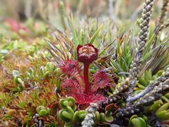 Drosera uniflora