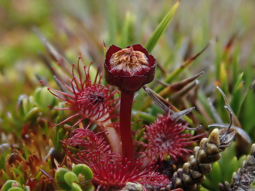 Drosera uniflora (Drosera uniflora)